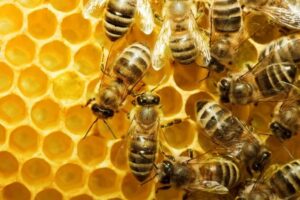 Bees on a honeycomb