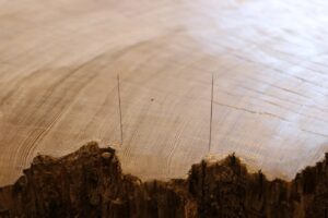 Bald Cypress tree slice — Napora tells us from one needle to the next, 100 years have gone by.
